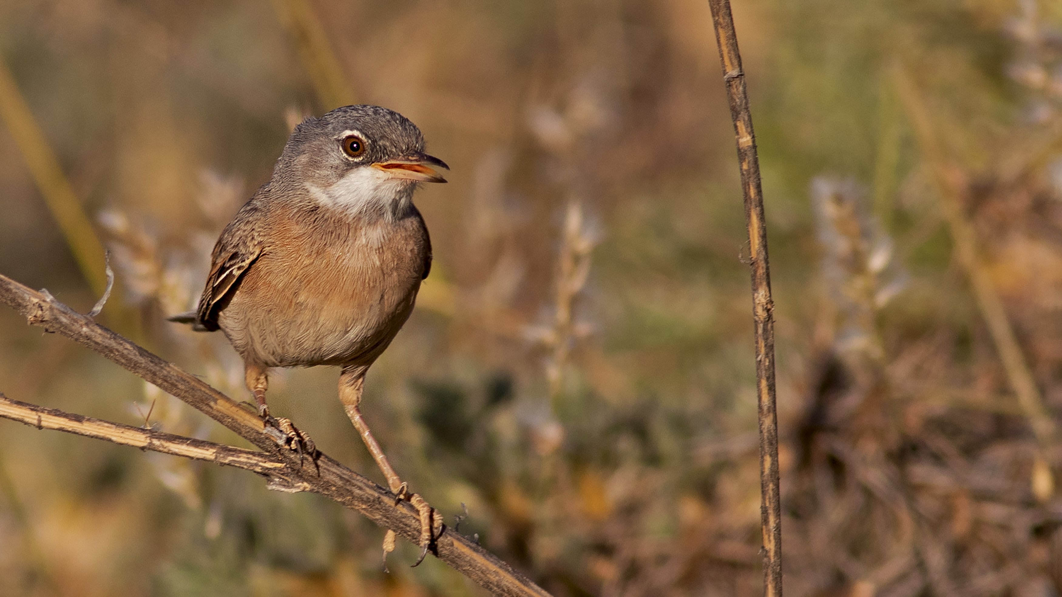 Spectacled Warbler
